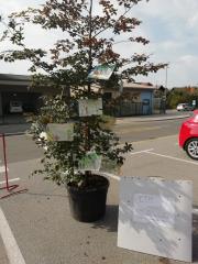 okrasitev Foto DANIJELA STERLE